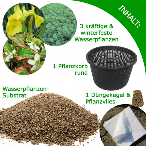 Mini-Teichpflanzen Komplett-Set in einer Größenskala